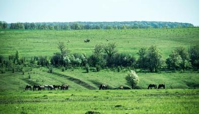 Image of Siberian steppe under regeneration, showing flat grassland with few trees and larger animal concentration than is usual in modern times.